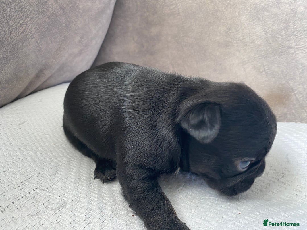 French Bulldog dogs for sale: French bulldogs puppy’s for sale - Advert 21