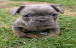 French Bulldog dogs for sale: French bulldog puppies!!! - Image 10