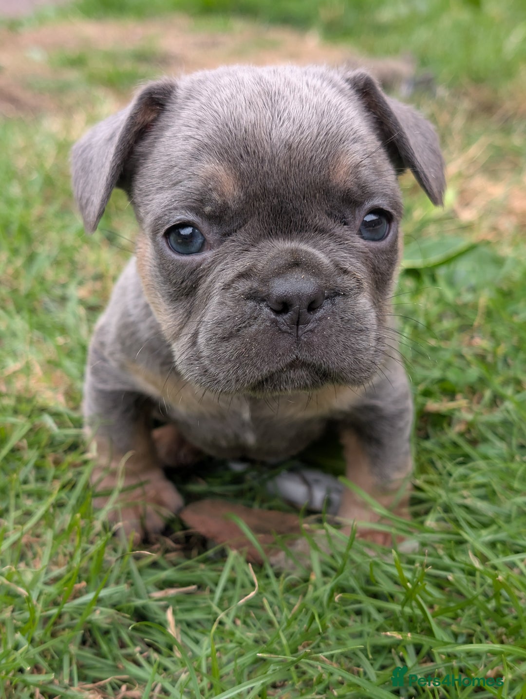 French Bulldog dogs for sale: French bulldog puppies!!! - Image 10