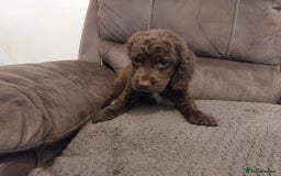 Cocker Spaniel dogs for sale: Cocker spaniel puppies  - Image 9