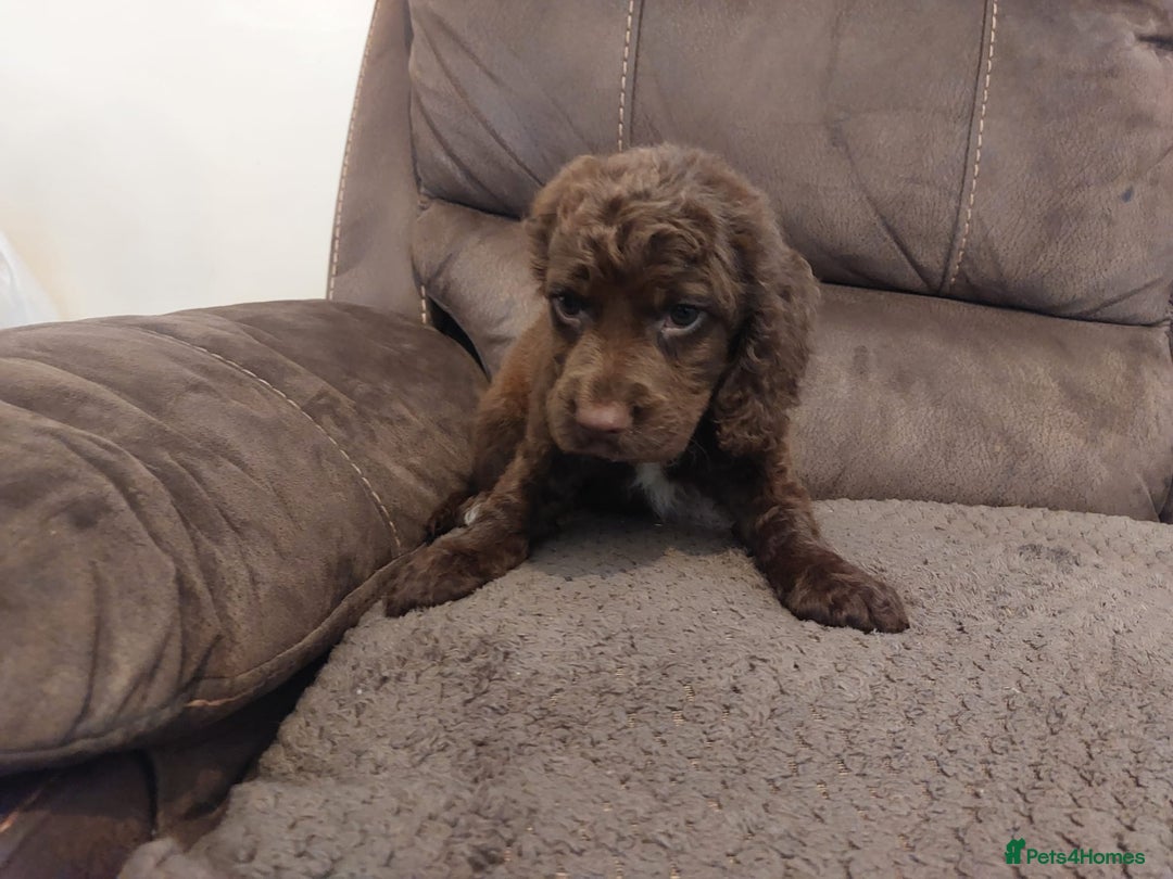 Cocker Spaniel dogs for sale: Cocker spaniel puppies  - Image 9