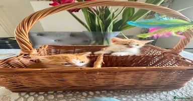 Persian cats - Advert 7