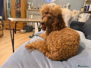 Toy Poodle dogs Gorgeous toy poodles - Advert 1