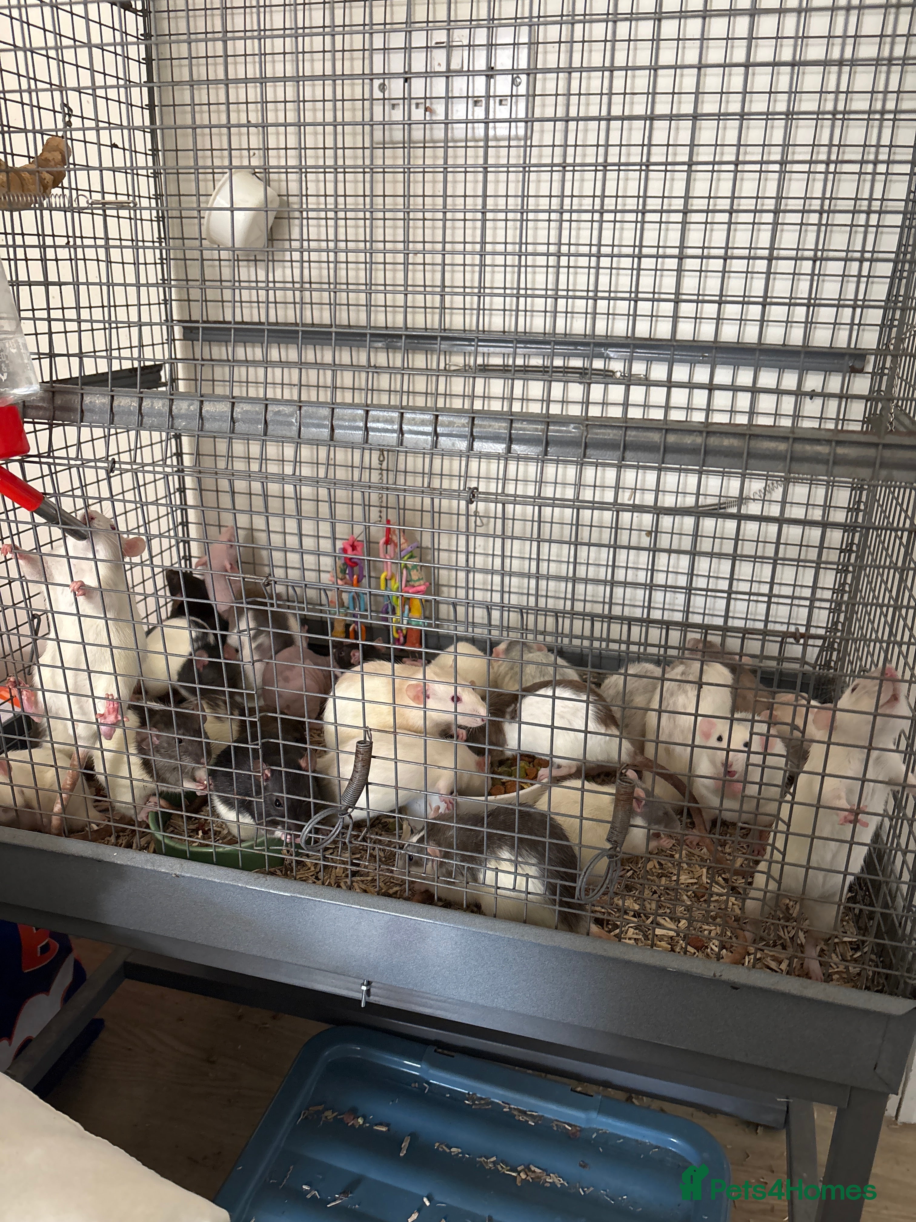 Rat rodents Rats for rehoming  - Advert 2