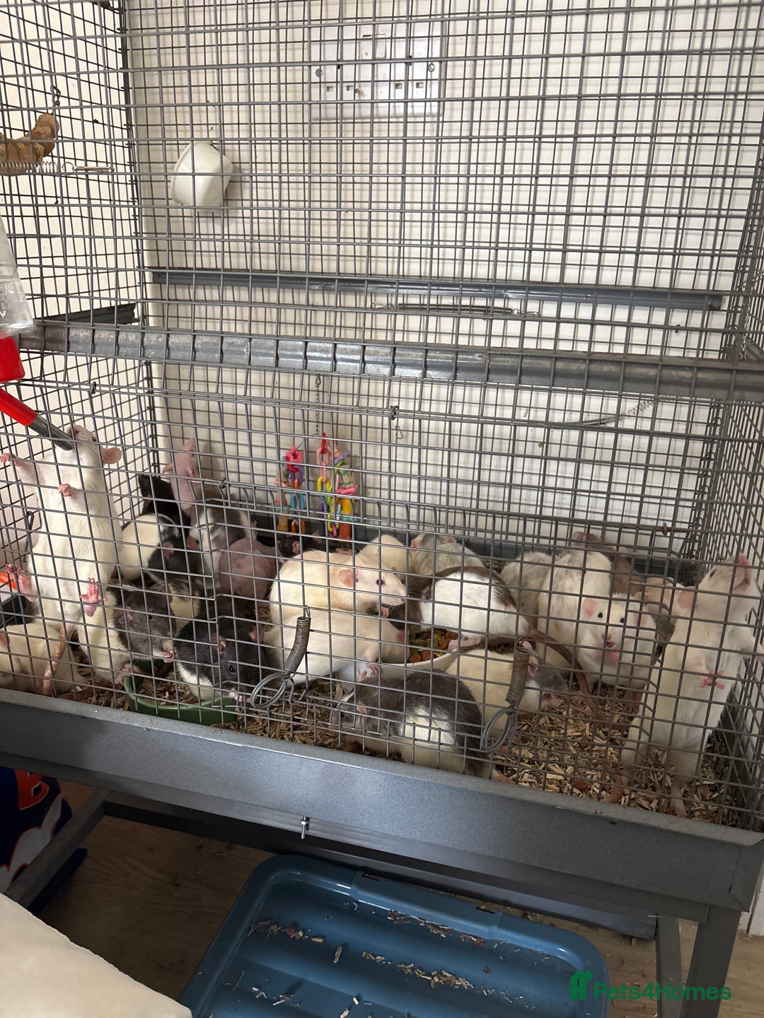 Rat rodents for sale: Rats for rehoming  - Advert 1