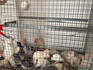 Rat rodents Rats for rehoming - Advert 1