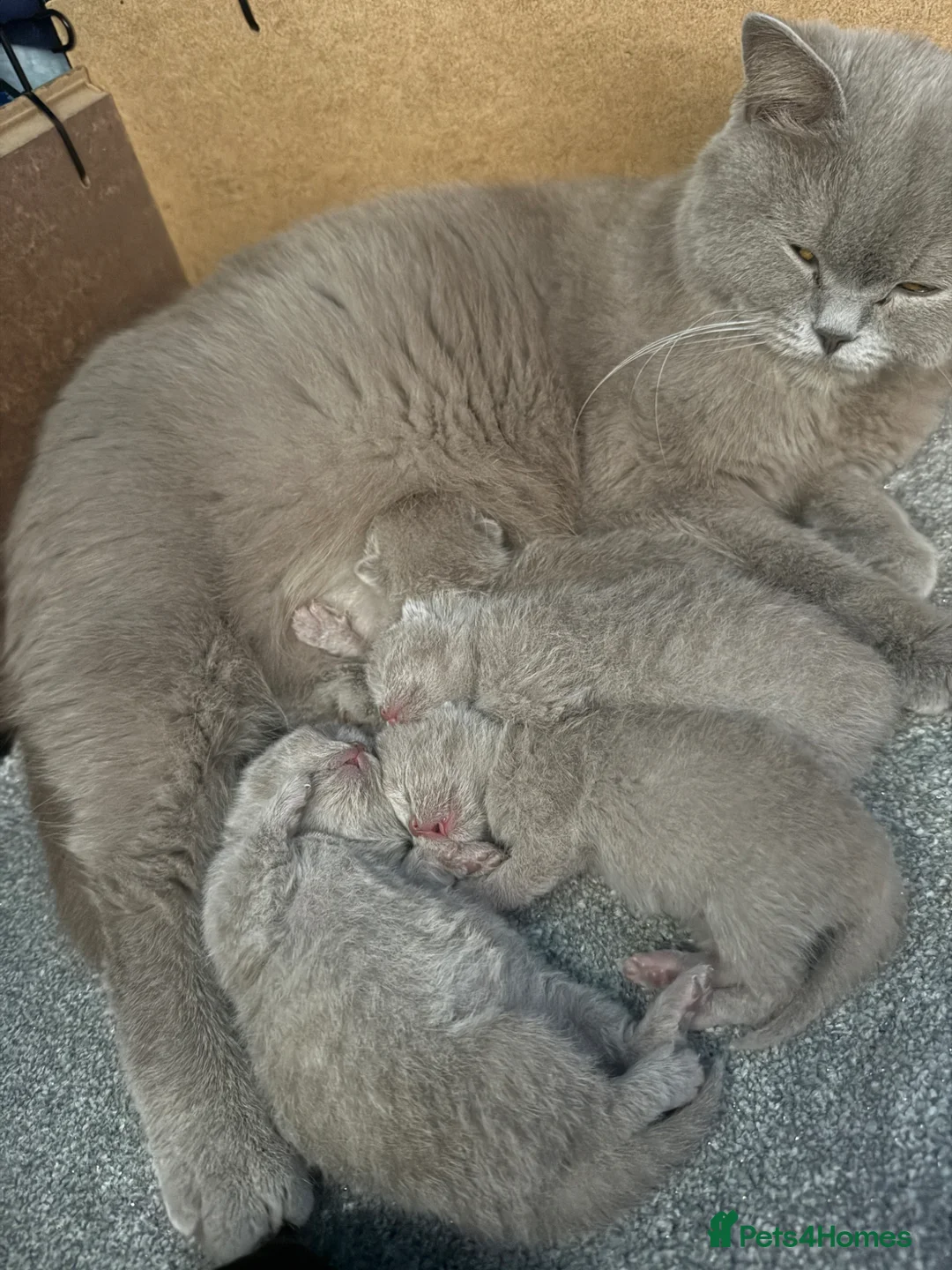 British Shorthair cats for sale: Lilac British shorthair GCCF and TICA registered in York - Advert 1