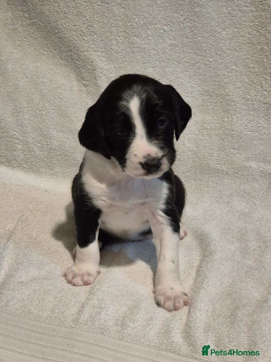 Sprollie dogs for sale: 3/4 Springer Spaniel Puppies - Sprollies - Advert 12