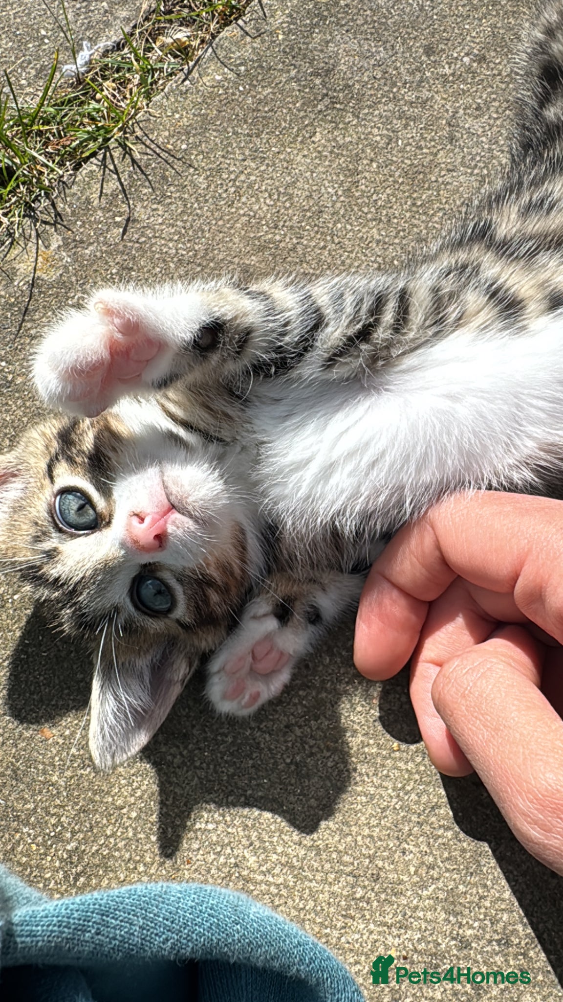 Mixed Breed cats Bengal x Norwegian Kittens - Advert 12