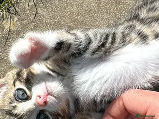 Mixed Breed cats Bengal x Norwegian Kittens - Advert 12