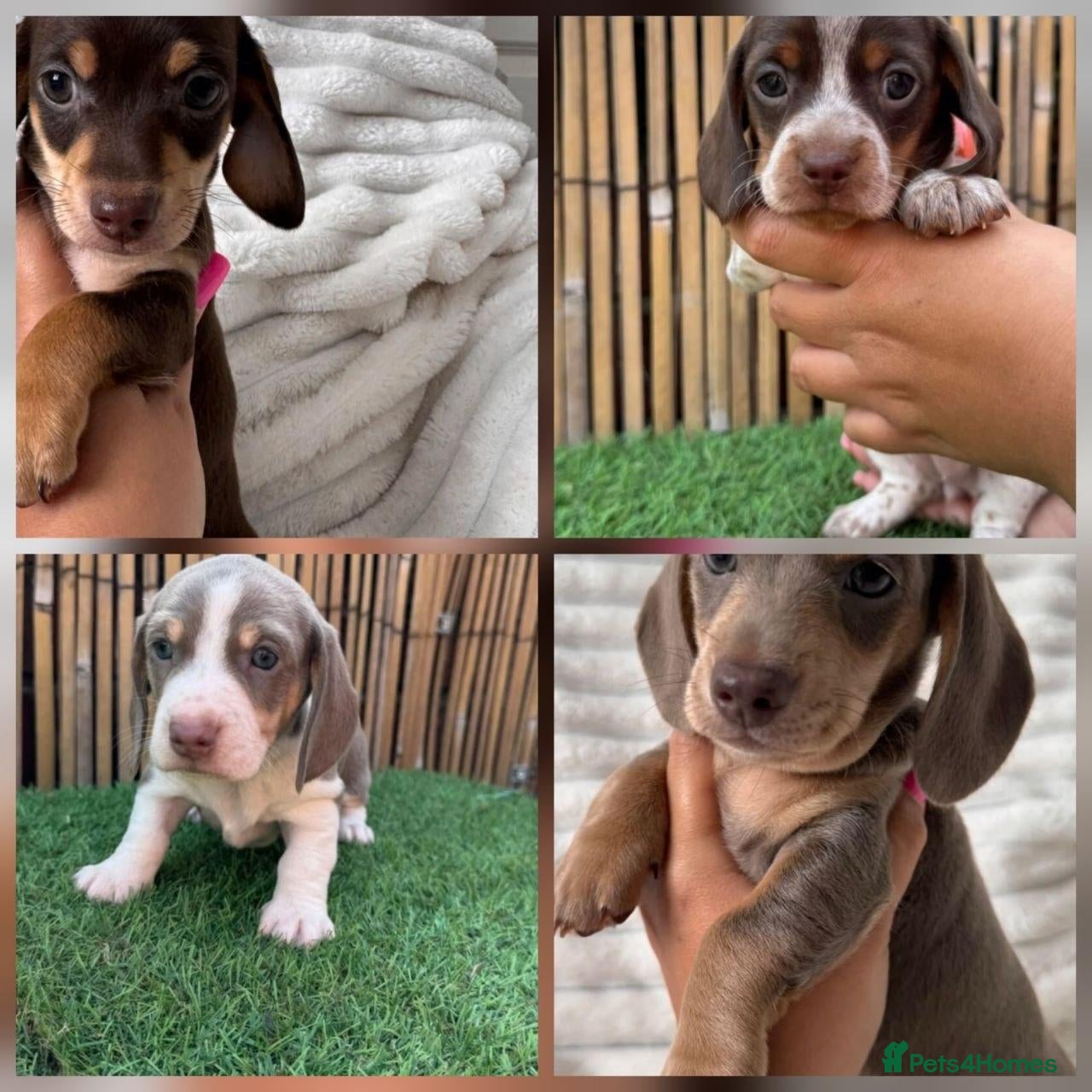 Miniature Dachshund dogs Lovely miniature dachshunds puppies for sale - Advert 4