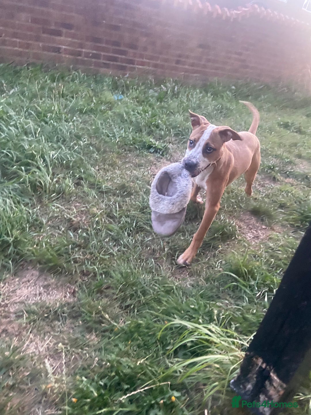 American Bull Staffy dogs for sale: Staffy cross American bull dog boy dog 5months old - Image 2