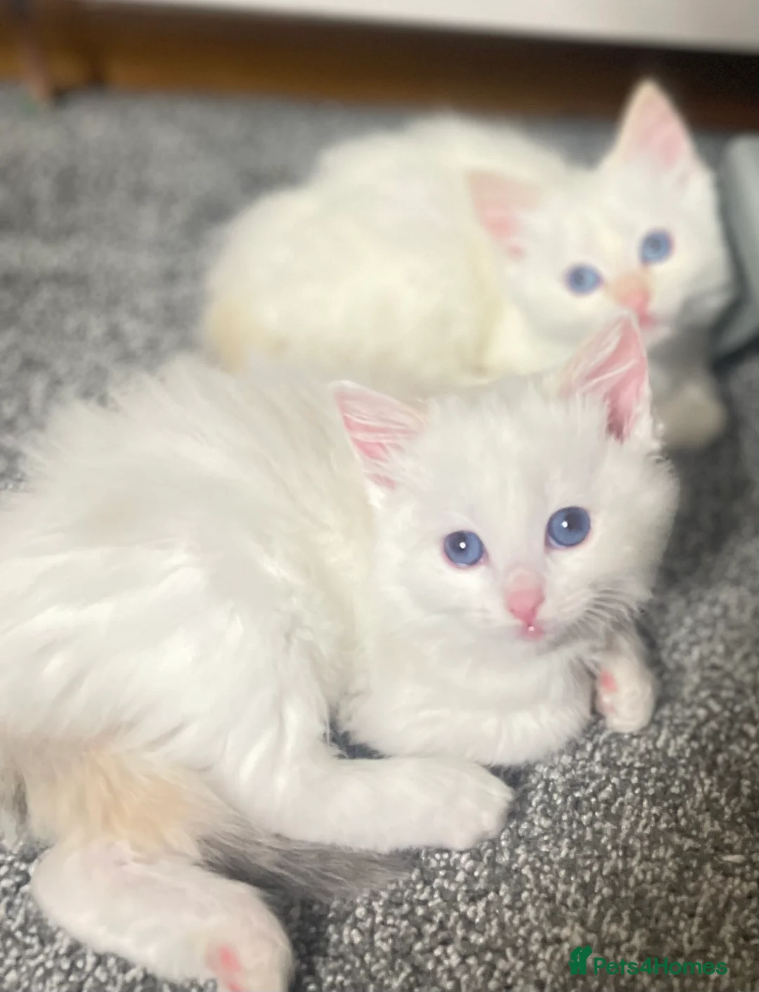 Ragdoll cats for sale: GCCF registered Ragdoll kittens purebred pedigree  - Advert 5