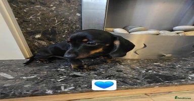 Dachshund dogs - Advert 10