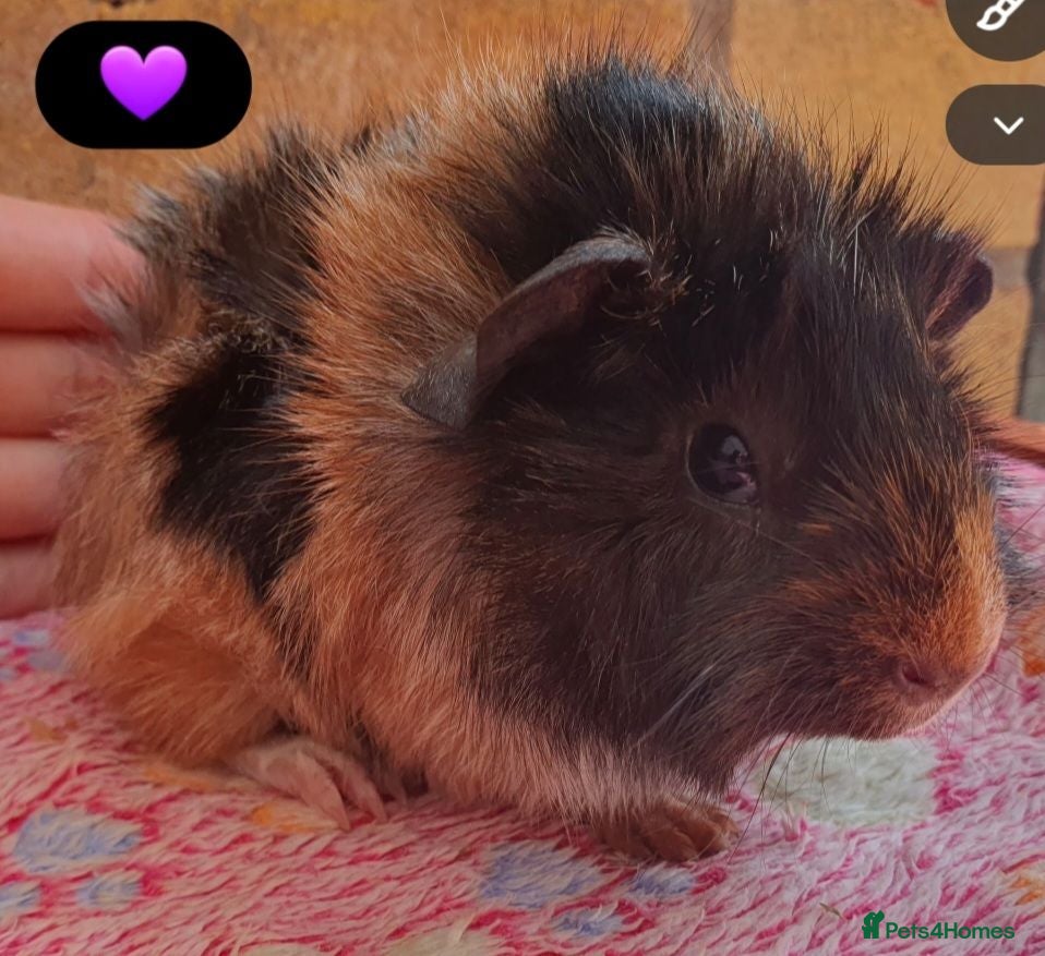 Guinea Pig rodents Beautiful guinea pigs - Advert 1