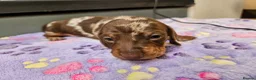 Miniature Dachshund dogs for sale: Stunning KC registered minature Dachshund - Advert 12