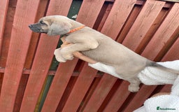 Cane Corso dogs for sale: cane corso pups - Image 3