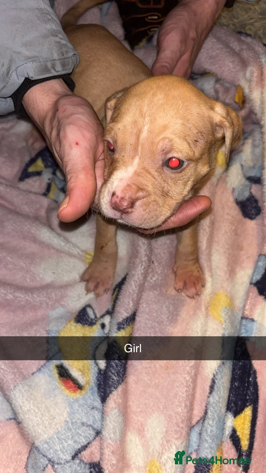 Mixed Breed dogs for sale: Puppies mix breed/american bulldog  - Advert 5