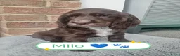 Cocker Spaniel dogs for sale: 🐶 KC Reg Chocolate Show type Cockers🐶🐾  - Advert 8