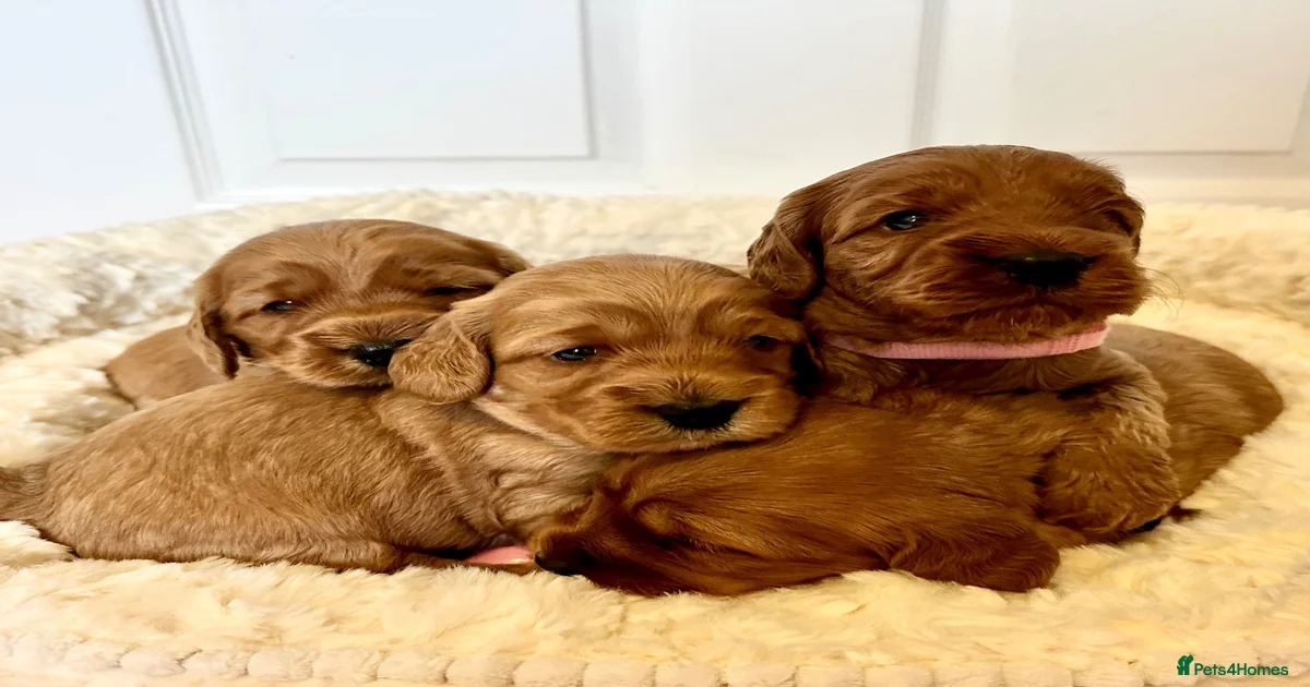 Gorgeous F1 PRA clear Toy Cockapoo puppies for sale in Shrewsbury ...