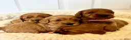 Cockapoo dogs for sale: Gorgeous F1 PRA clear Toy Cockapoo puppies - Advert 1