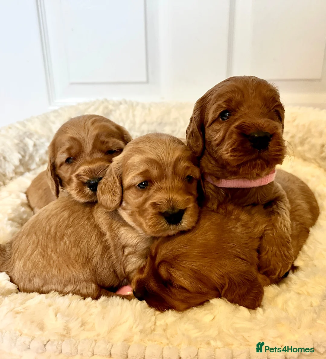 Cockapoo dogs for sale: Gorgeous F1 PRA clear Toy Cockapoo puppies - Advert 1