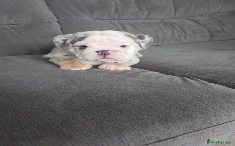 English Bulldog dogs 5 girls left ready now DELIVERY NATIONWIDE - Advert 10