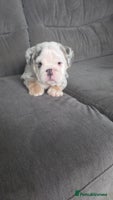 English Bulldog dogs LAST 3 READY NOW DELIVERY NATIONWIDE - Advert 5