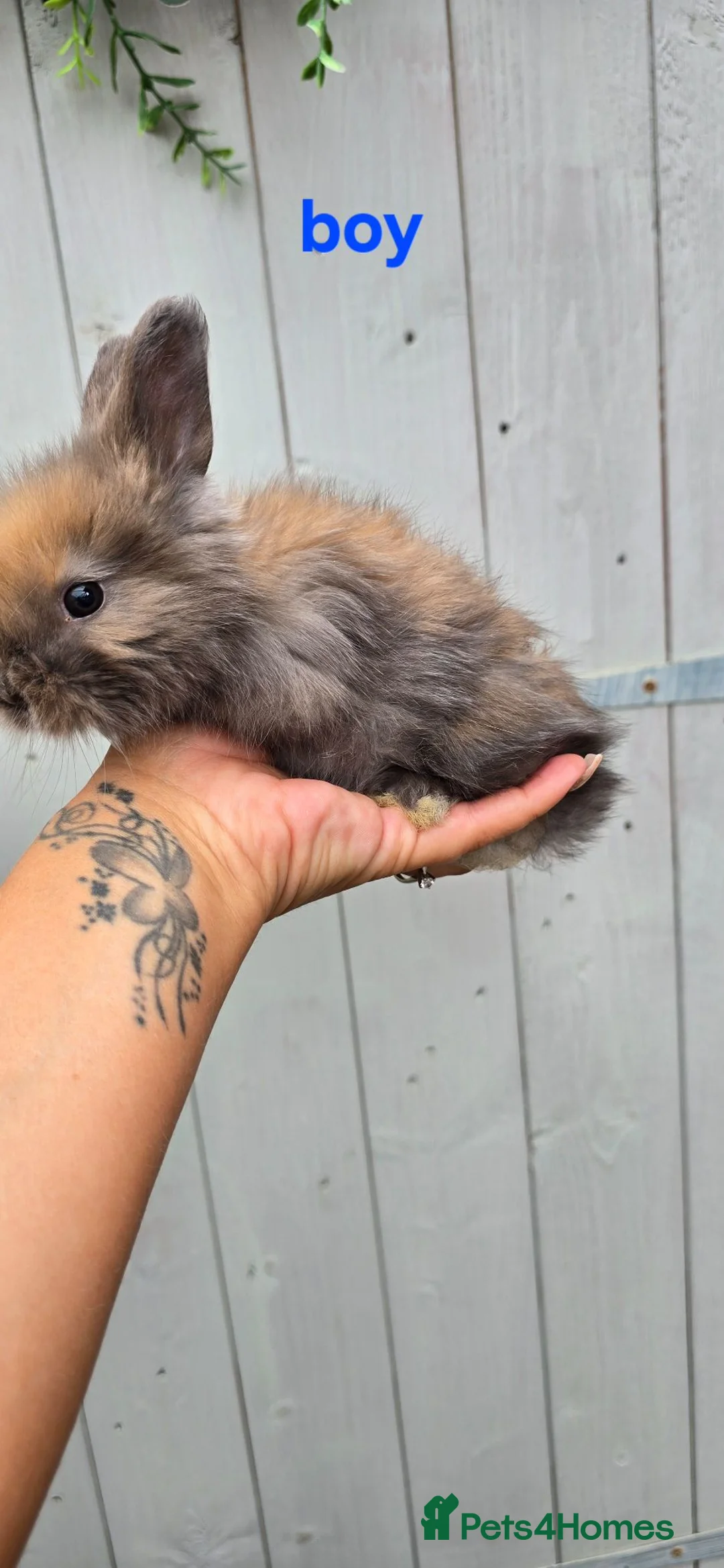 Angora rabbits for sale: English angora babies - Advert 10