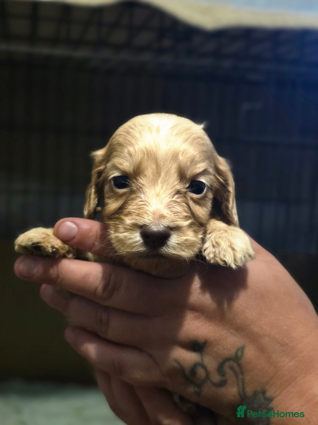 Cockapoo dogs for sale: Stunning f1b cockapoo puppies - Image 26