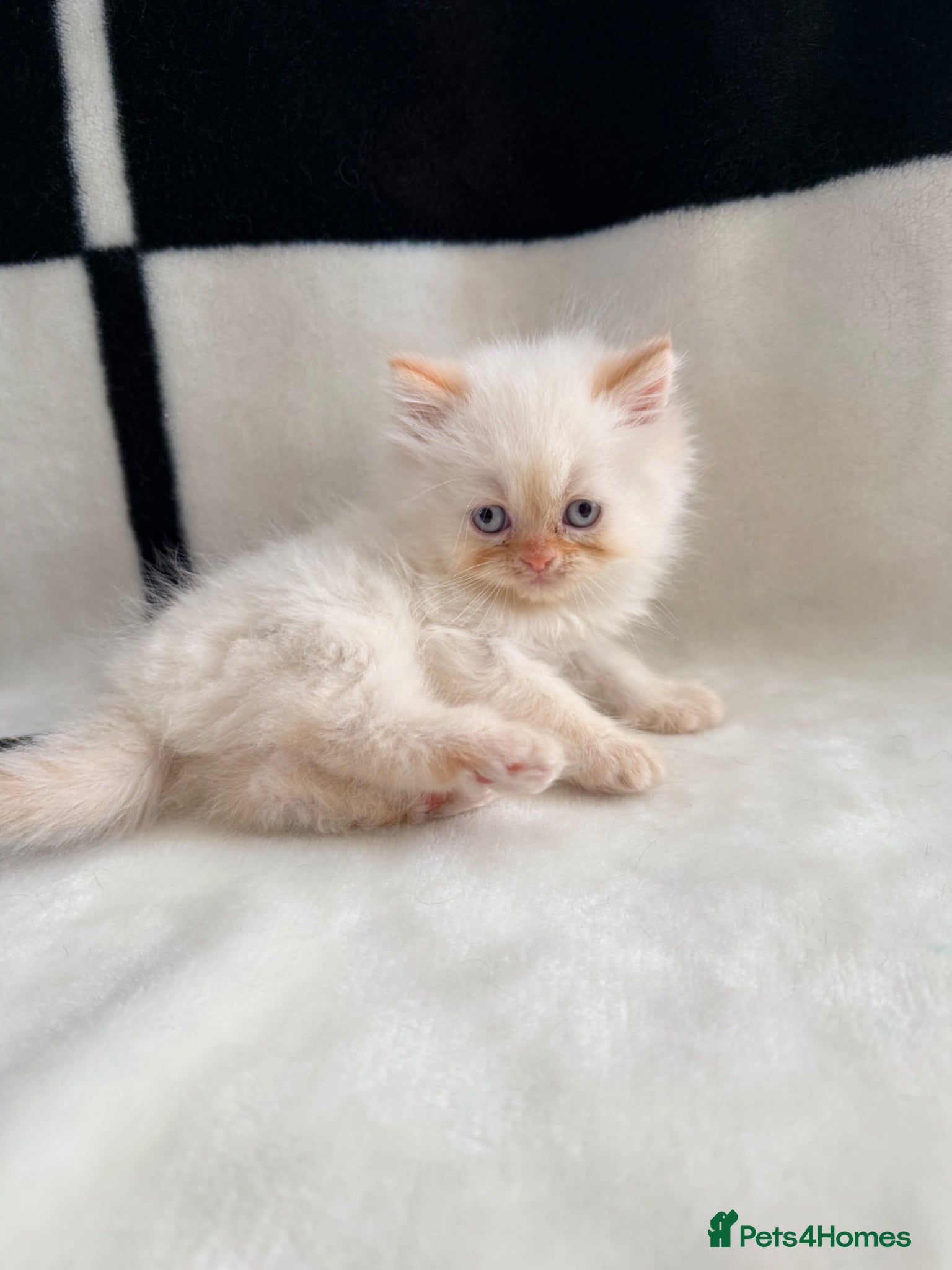 Persian cats 🐾 Pedigree Persian Kittens Ready to go Home🐾 - Advert 1