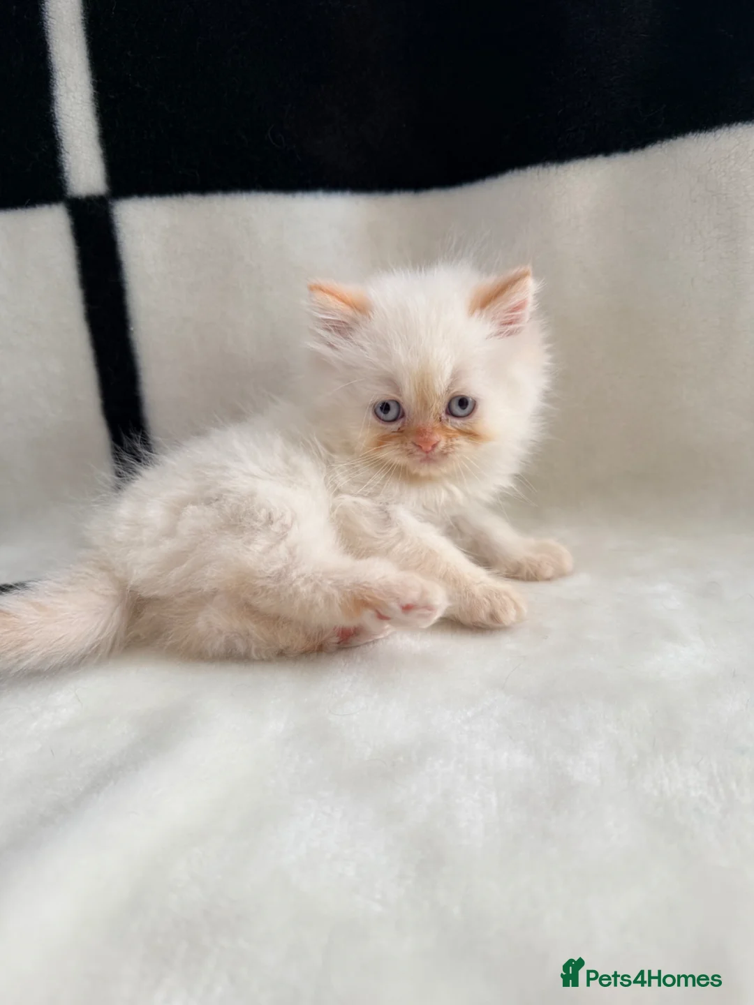 Persian cats for sale: 🐾 Pedigree Persian Kittens Ready to go Home🐾 - Advert 1