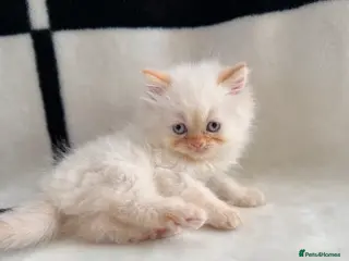 Persian cats for sale: 🐾 Pedigree Persian Kittens Ready to go Home🐾 - Advert 1