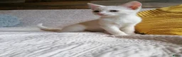 Mixed Breed cats for adoption: 🐾❤️ THREE ADORABLE KITTENS READY in Burton-on-Trent - Advert 3