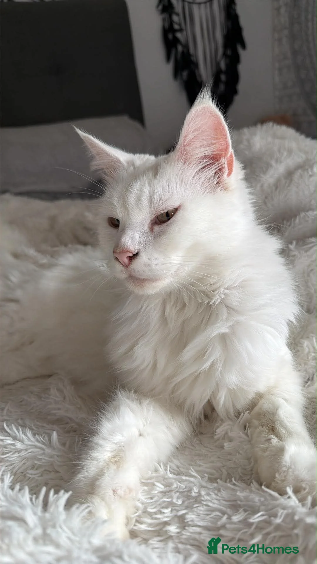 Maine Coon cats for sale: Maine coone boy - Advert 1