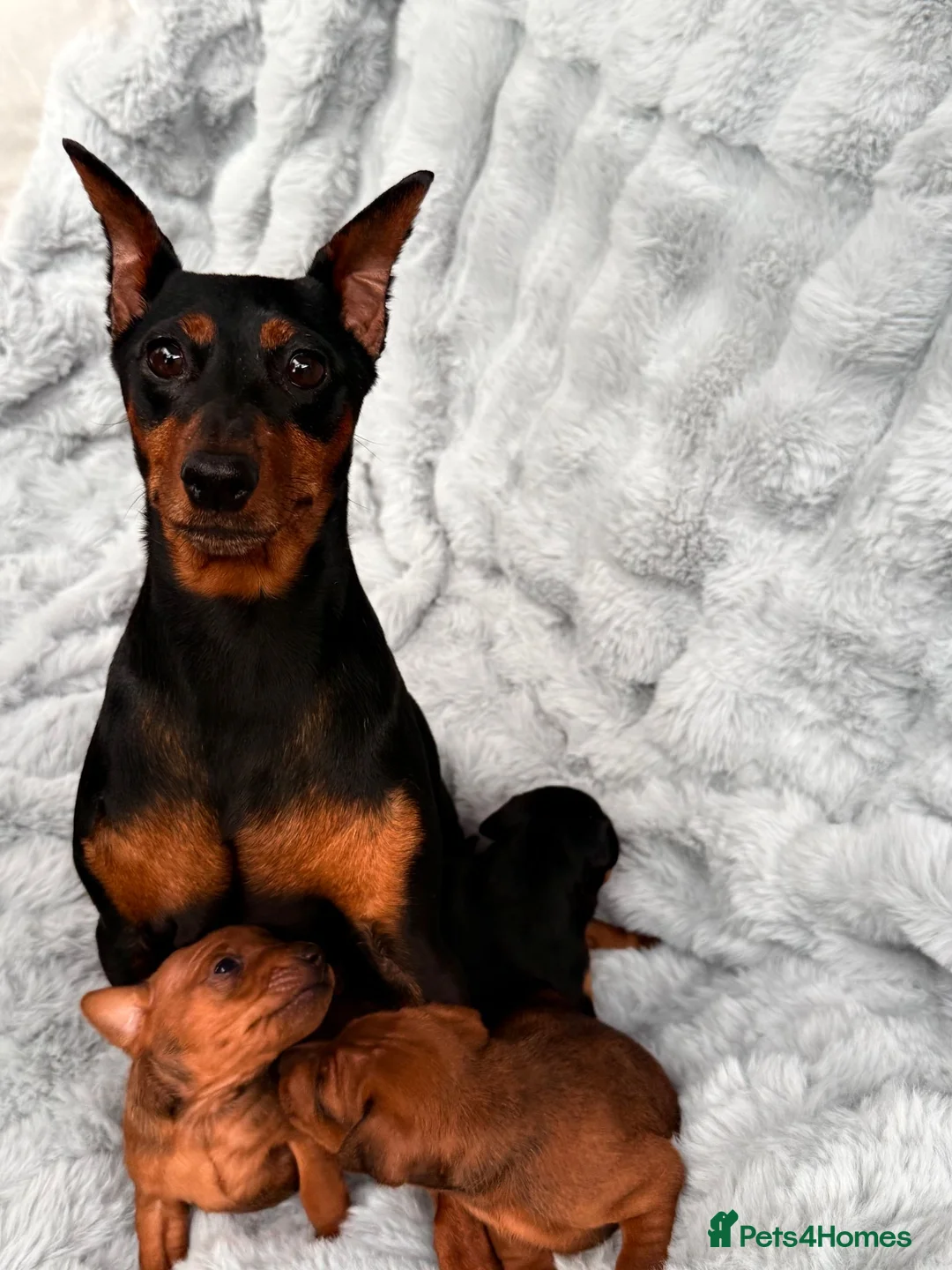 Miniature Pinscher dogs for sale: Two Male Miniature Pinscher Puppies in London - Advert 7
