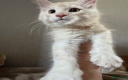 Maine Coon cats for sale: Ready now Maine Coon large Boys GCCF - Image 6