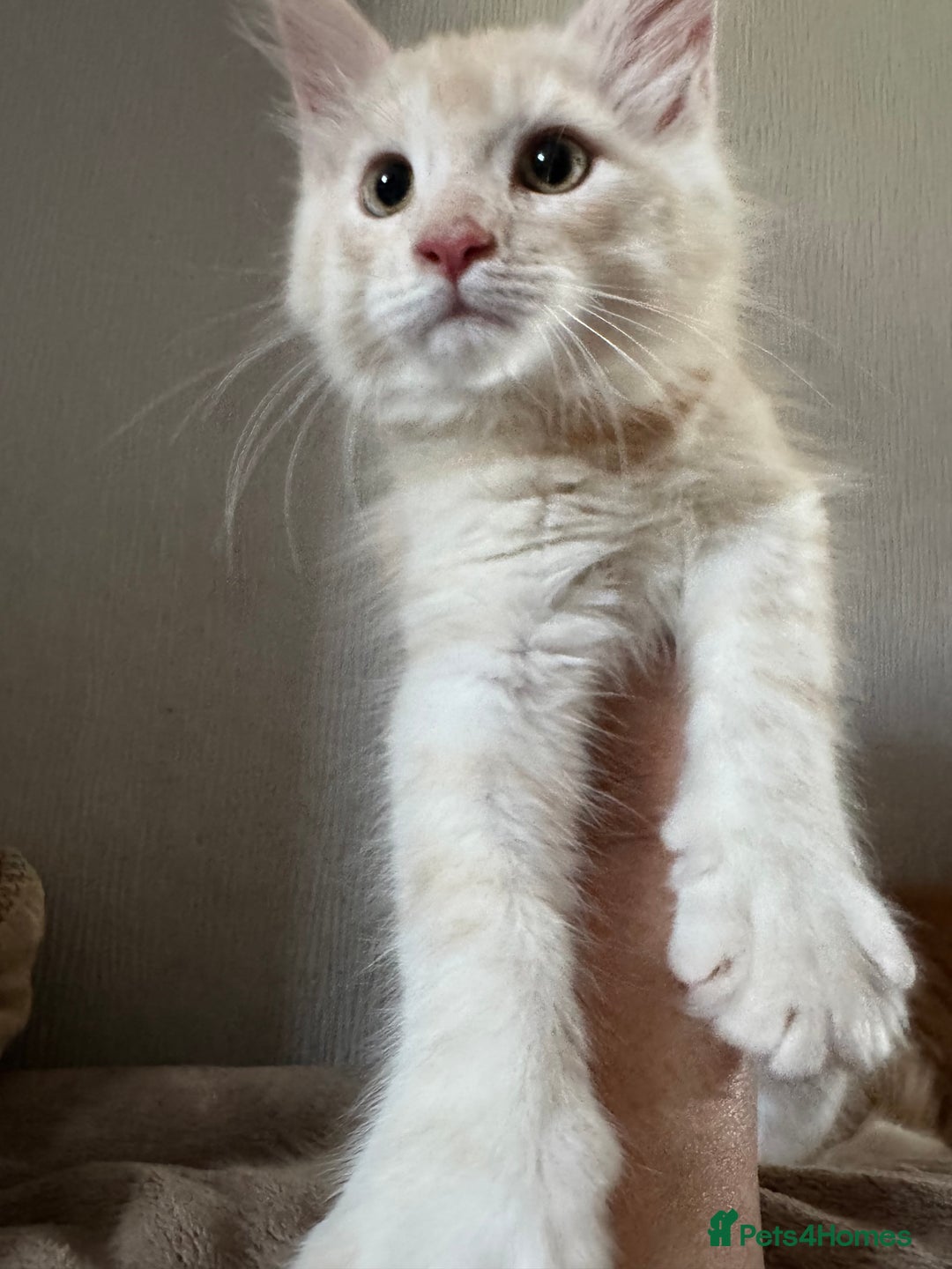 Maine Coon cats for sale: Ready now Maine Coon large Boys GCCF - Image 6
