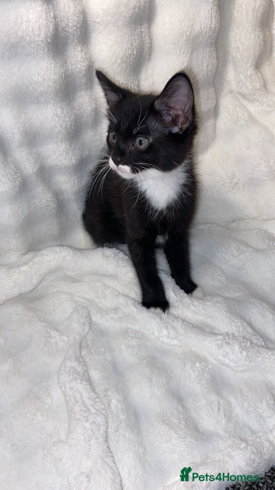 Mixed Breed cats Adorable Male Kitten Awaiting His Forever Home🏡 - Advert 3
