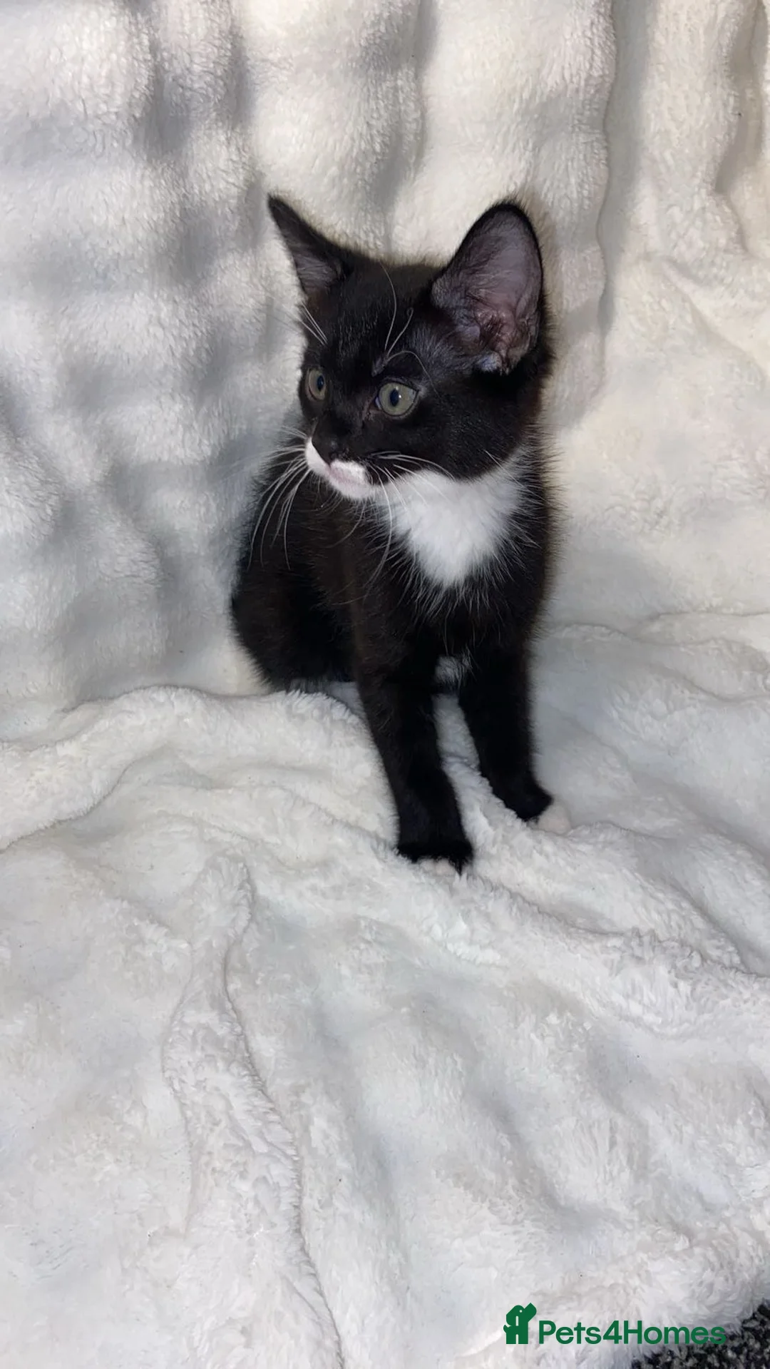 Mixed Breed cats for sale: Adorable Male Kitten Awaiting His Forever Home🏡 - Advert 1