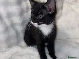 Mixed Breed cats Adorable Male Kitten Awaiting His Forever Home🏡 - Advert 1