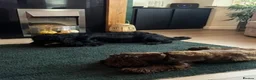 Cocker Spaniel dogs for sale: Beautiful Cocker Spaniel puppies  in Sheffield - Advert 18