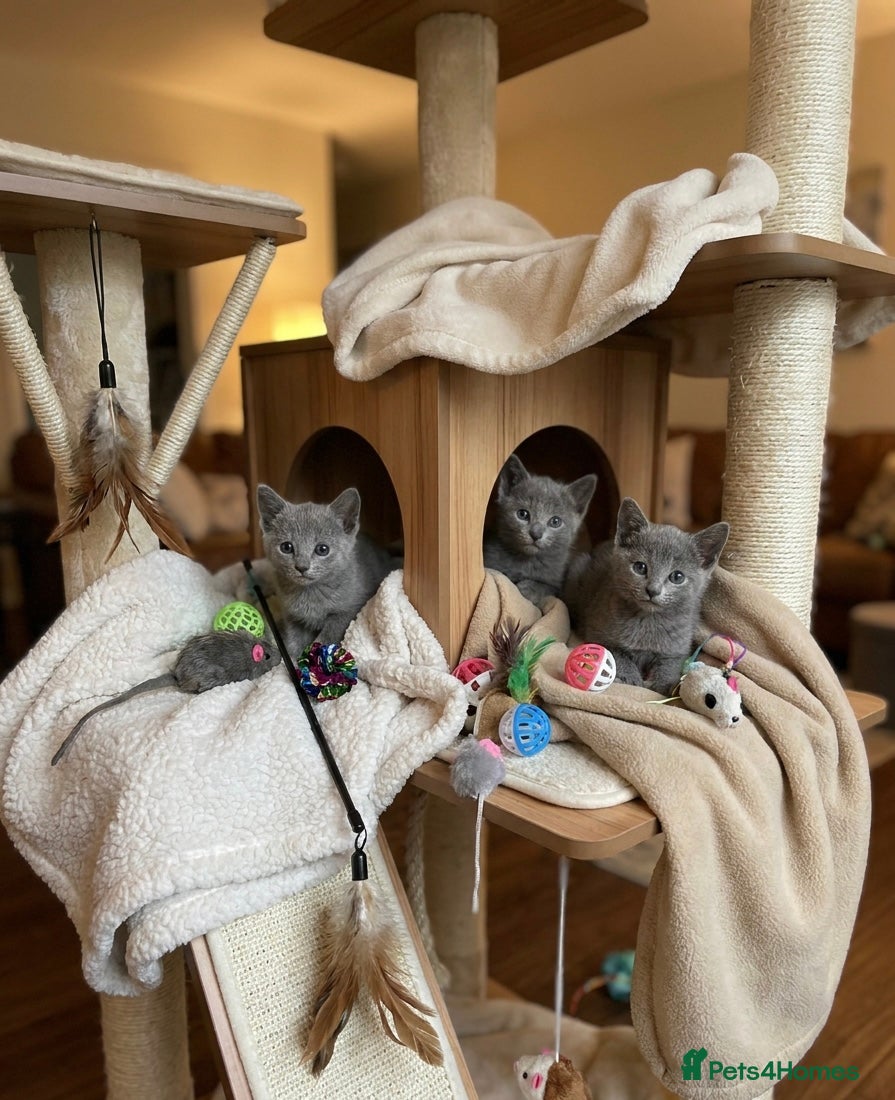 Russian Blue cats TICA PURE PEDIGREE RUSSIAN BLUE KITTENS  - Advert 2