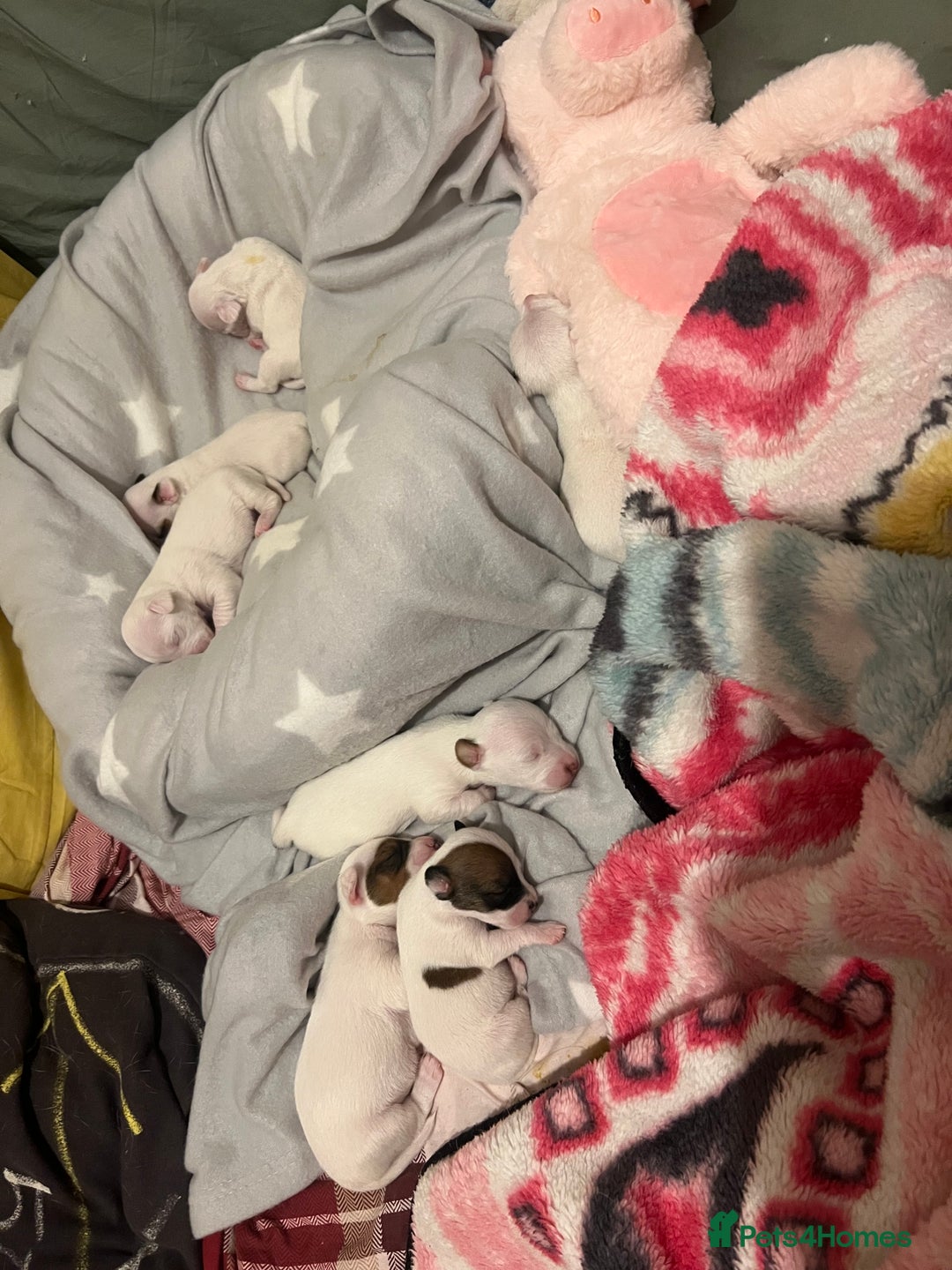 Jack Russell dogs for sale: Stunning Miniature Jack Russell Puppies!!! - Image 15