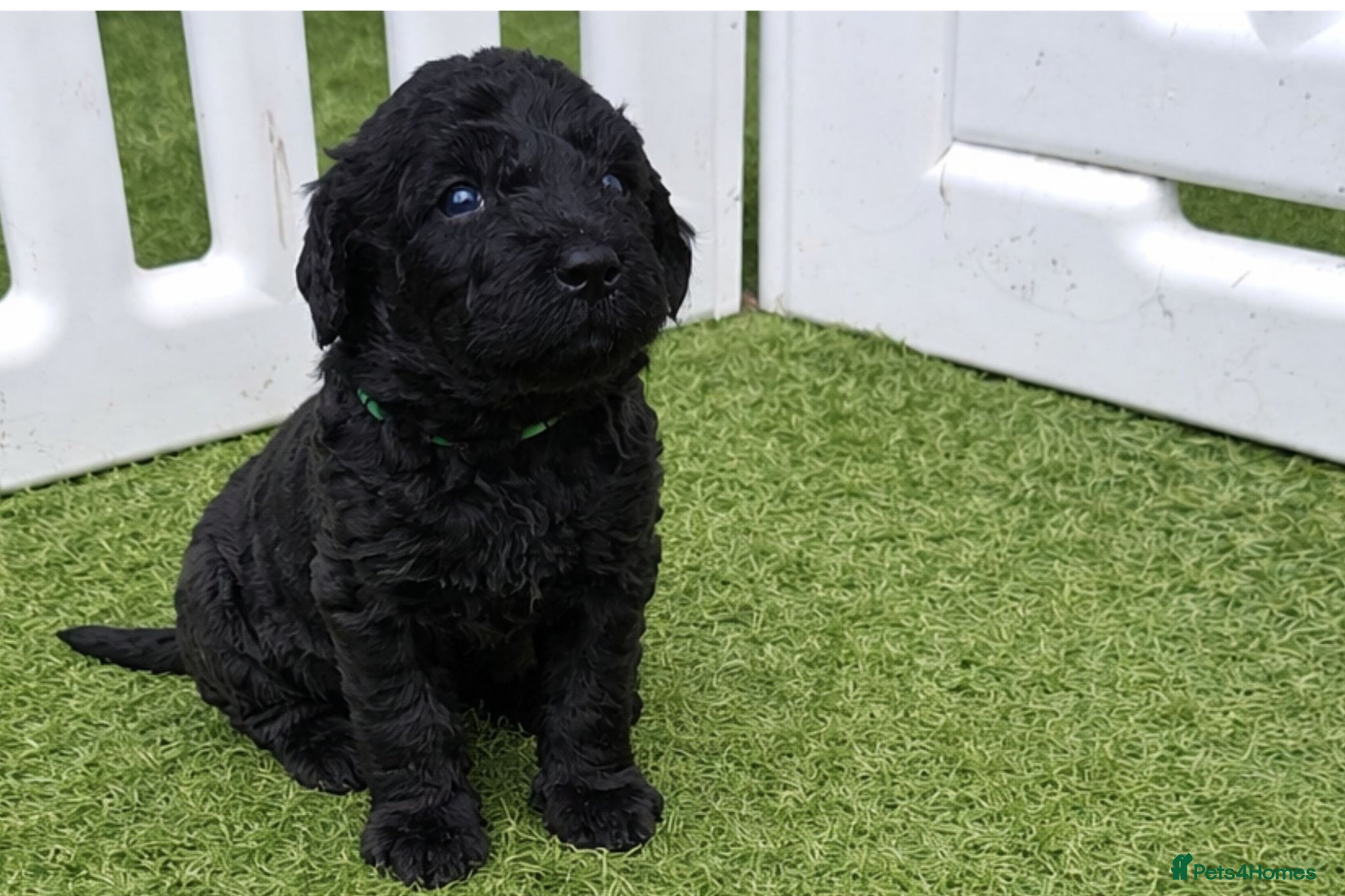 Labradoodle dogs Black Multigen Labradoodle Puppy - Advert 12
