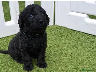 Labradoodle dogs Black Multigen Labradoodle Puppy - Advert 12