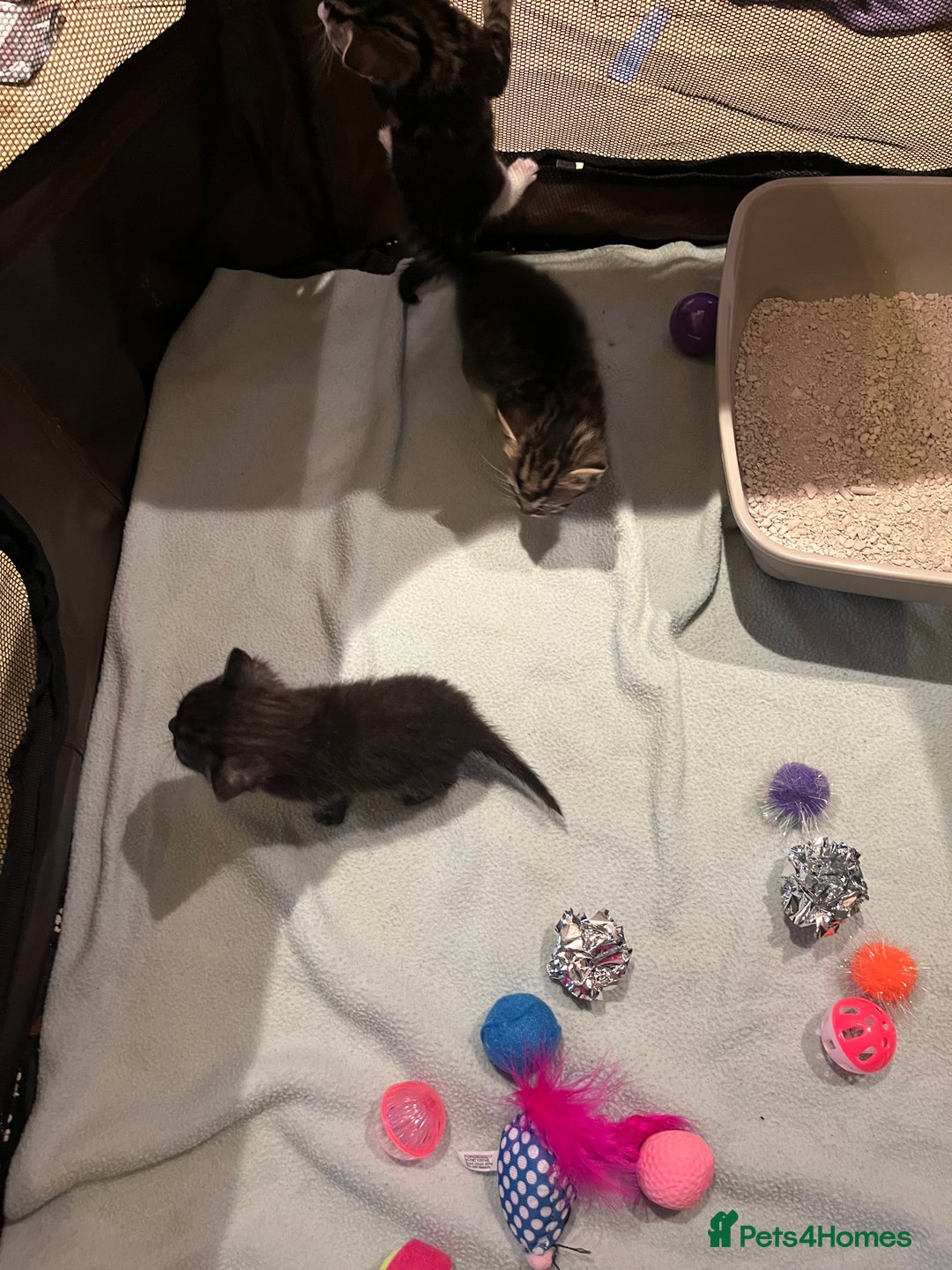 Mixed Breed cats for sale: Mixed Breed Kittens 🐈‍⬛ 🐾  - Image 12
