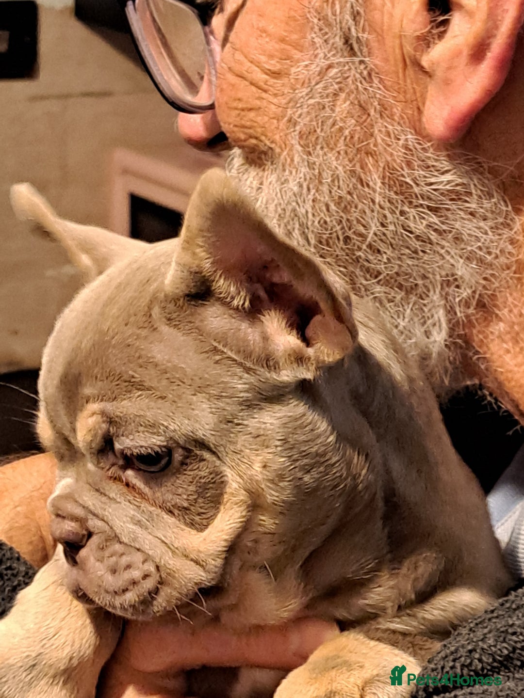 French Bulldog dogs for sale: Stunning French bulldogs  - Image 12