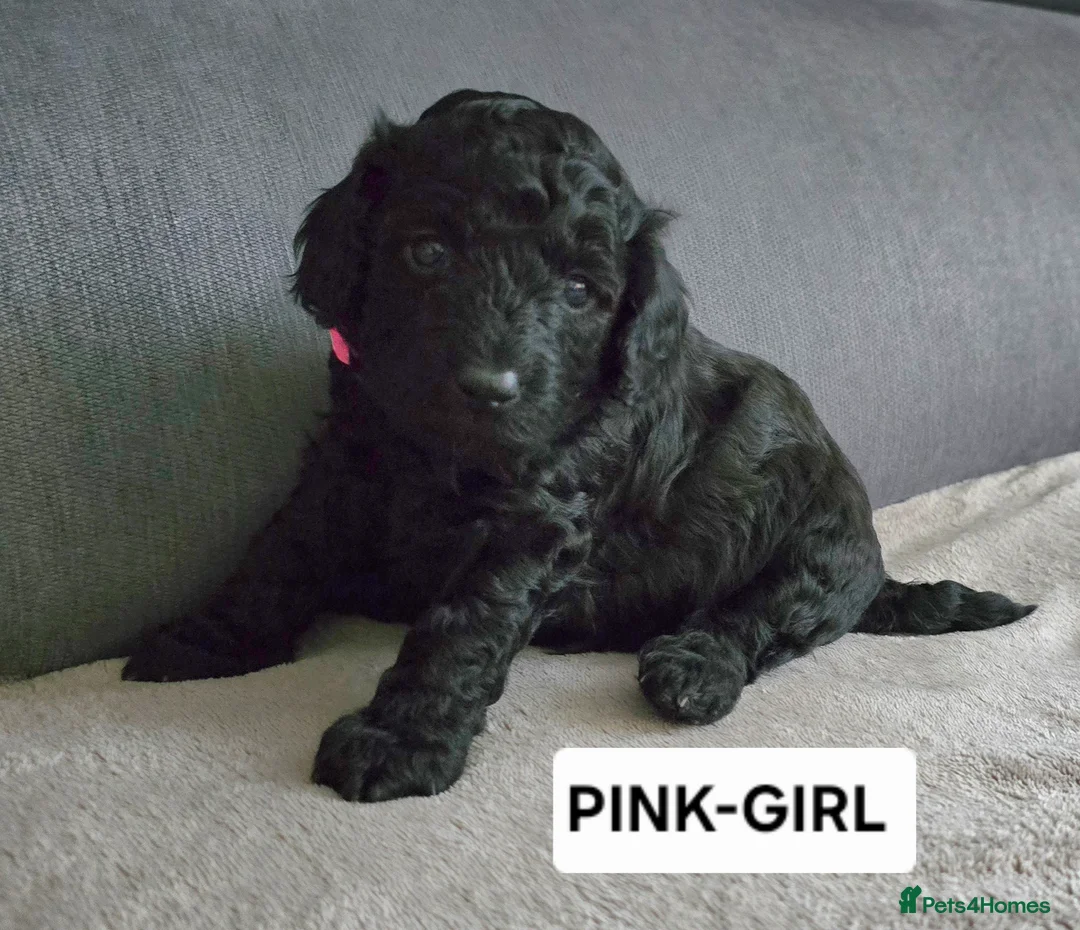 Toy Poodle dogs for sale: BEAUTIFULL BLACK TOY POODLES  - Advert 26