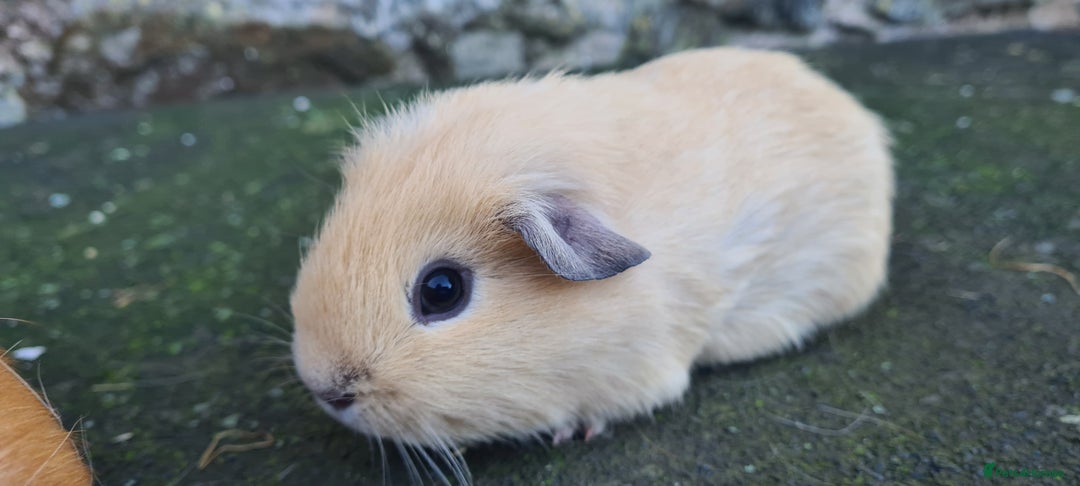 Guinea Pig rodents for sale: Californian male guinea pigs  - Advert 5
